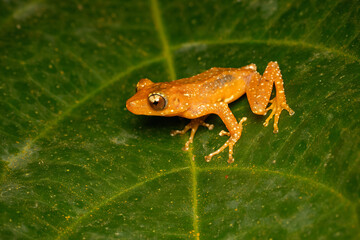 Cinnamon frog (Nyctixalus pictus) resting on green leaf, close-up macro of rare tropical amphibian with textured skin, Southeast Asian rainforest wildlife, shallow depth of field.