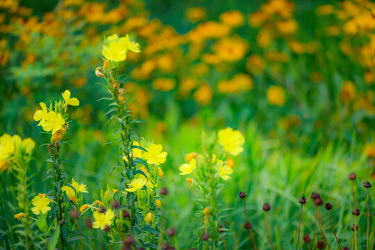At night, the evening primrose blooms with bright yellow flowers, and snails inhabit the petals - Powered by Adobe