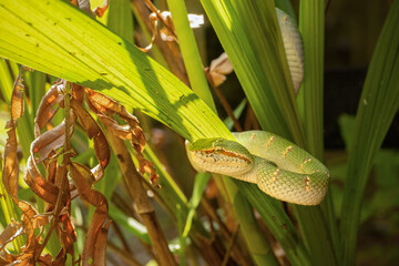Striking male Wagler's Pit Viper (Tropidolaemus wagleri) coiled on a branch, showcasing its vibrant green scales and distinct facial markings. Captivating venomous reptile in its natural habitat.