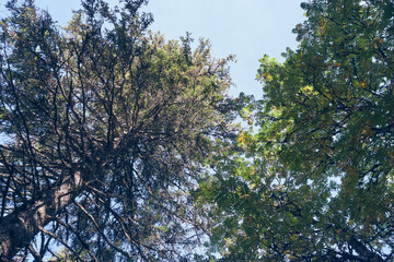 Rowan and fir tree from the Svartdalstjerna Primeval Forest Nature Reserve of the Totenåsen Hills, Norway, in September 2025.