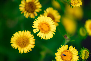 Wild plants bloom with spiral flowers, which belong to the Asteraceae family