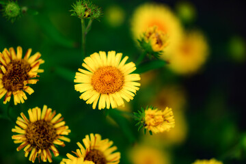 Wild plants bloom with spiral flowers, which belong to the Asteraceae family