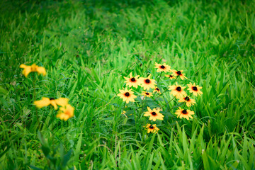 Wild plants bloom with spiral flowers, which belong to the Asteraceae family