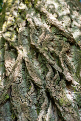 Rough, textured tree bark shows deep, dark crevices.