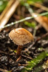 Hirschbrauner Risspilz Inosperma cervicolor
Deer brown crack fungus Inosperma cervicolor