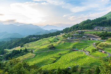 三重県熊野市の丸山千枚田に広がる緑豊かな棚田風景