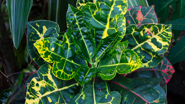 Fototapeta Close-up of vibrant Croton plant leaves with bold yellow and green variegation, creating a natural tropical background perfect for themes of gardening, botany, and nature. 