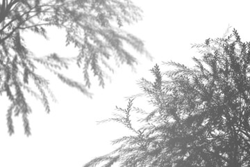 Transparent shadow of many small tree leaves on clear background