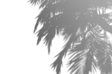 Transparent shadow of large leaves on a clear background