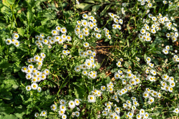 Field of delicate white and yellow flowers (Erigeron annuus) blooming in lush green grass under natural sunlight, showcasing the beauty of summer nature.