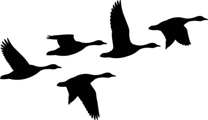 Canadian geese silhouette flying in formation autumn migration vector