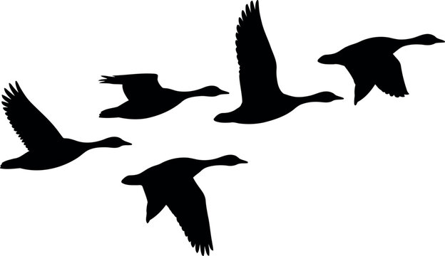 Canadian geese silhouette flying in formation autumn migration vector