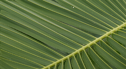 Close-Up of a Vibrant Green Palm Leaf with Intricate Vein Pattern