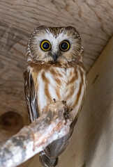 Saw-whet owl at a wildlife rehab. 
