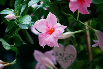 Mandevilla Sanderi