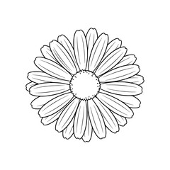 Fototapeta premium Daisy Outline: A meticulously crafted, top-down perspective of a pristine daisy flower, rendered in elegant black and white line art, evoking simplicity. 