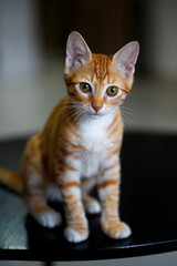 A rescued white and ginger stray kitten in caring human hands.