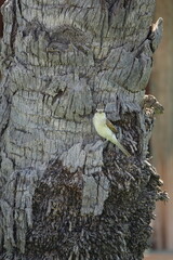 female red backed shrike (Lanius collurio)