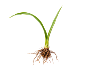 Green Sprout with Root System Isolated on a Transparent background