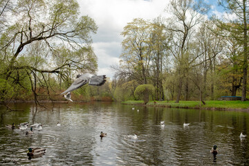 Birds can be seen gracefully flying above and swimming in a peaceful lake surrounded by green trees...