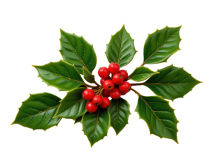 Bright Red Holly Berries with Green Leaves on a Transparent background