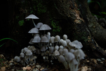 White mushrooms growing at the base of a tree trunk