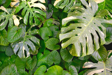 Monstera Thai Constellation leaf with green heart shaped leaves background. Lush foliage in ornamental garden for greenery eco friendly and natural gardening design backdrop, directly above view