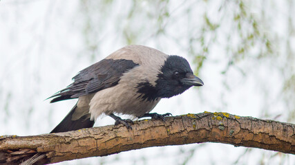 crow on a branch