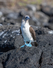 Blue-footed Booby Standing on the beach in Floreana
