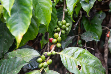 Coffee Beans Growing on a Bush
