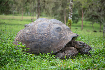 Galàpagos Tortoise in a Grassy Area in Santa Cruz  