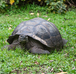 Galàpagos Tortoise in a Grassy Area in Santa Cruz  