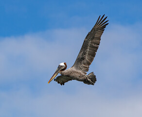 Brown Pelican in flight in the Galàpagos