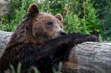 Close up of a Brown Bear Resting on a Fallen Tree Trunk