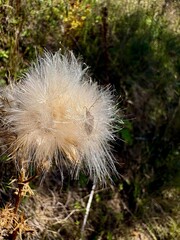dandelion on the ground