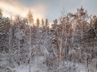 Aerial view of a winter pine forest. Top view of snow-covered pine trees. Beautiful winter forest landscape.