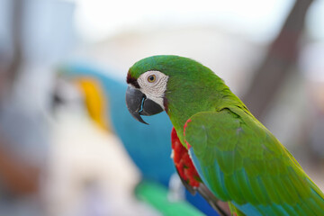Red-shouldered hestnut macaw parrot free flying bird 