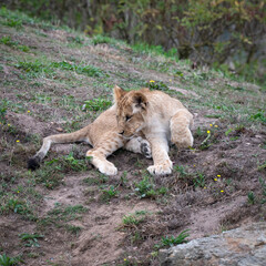 Young Lion Cub Resting on the Ground