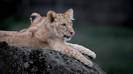Young Lion Cubs Resting Together