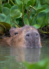 Capybara in Water Searching for Food