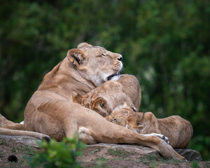 Lioness With Her Young Cubs