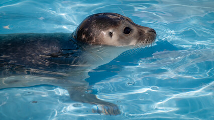 Fototapeta premium Poorly Baby Seal in a Rehabilitation Pool