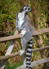 Ring-tailed Lemur Sitting on a Fence