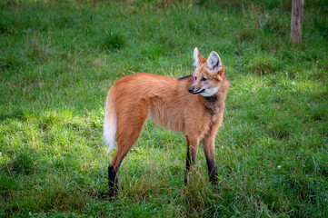 Maned Wolf Standing on Grass © Ian