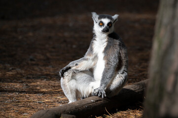 Ring-tailed Lemur Soaking up the Sun