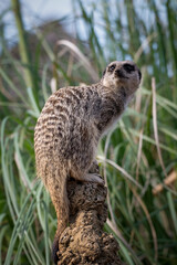 Meerkat Looking out for Predators