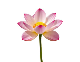 Obraz premium Beautiful Pink Lotus Flower Isolated on Transparent background