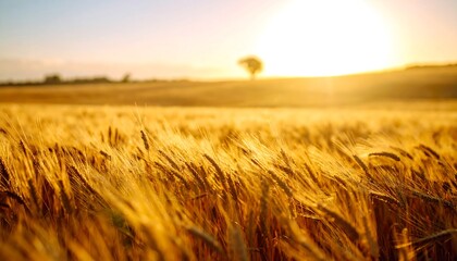 Golden wheat field at sunset (4)