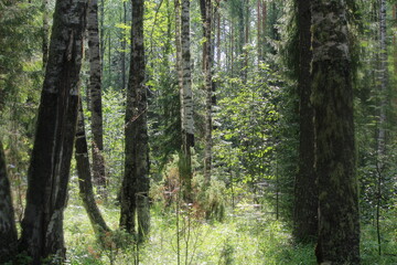 Obraz premium tree in the forest