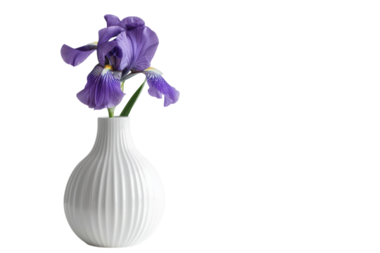 A delicate arrangement of purple irises in a textured white vase against a minimalistic background for a serene atmosphere isolated on transparent background
